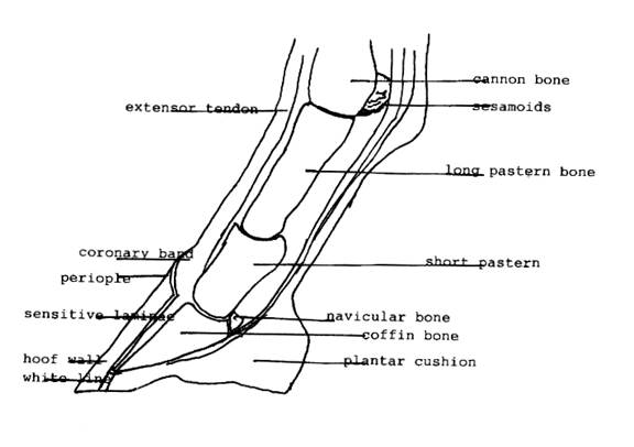 Horse Cannon Bones Unlabeled