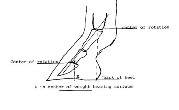 Shoeing the Dressage Horse by Rob Renirie