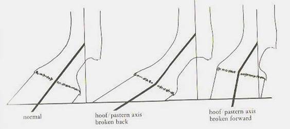 hoof pastern axis