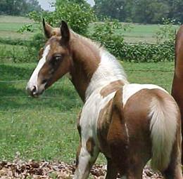 CCS foal 1mo