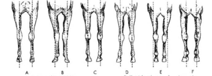 Description: Description: Description: Conformation front legs