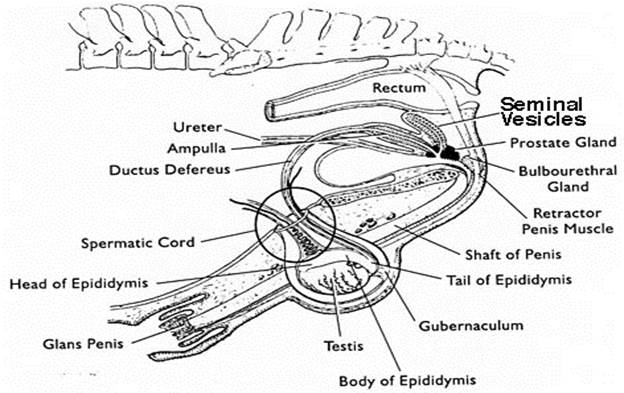 http://www.wisc.edu/ansci_repro/101equinelab/reproduction/stallion%20tract%20diagram.jpg