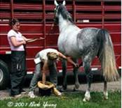 1 Collecting stallion equine_reproduction.com