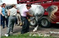 3 Collecting stallion equine_reproduction.com