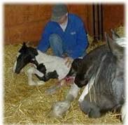 http://home.swipnet.se/~w-70656/foaling.JPG