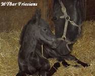 http://www.mtbarfriesians.com/photos/namke-gall-sm.jpg