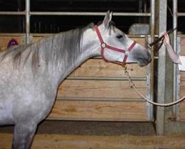 lesson 2 - jawhari was taught to reach out and touch his nose to the crop using clicker training