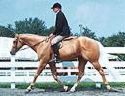 hunter under saddle