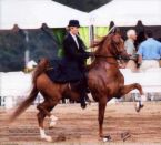 saddlebred