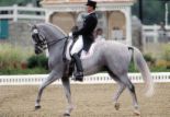 dressage