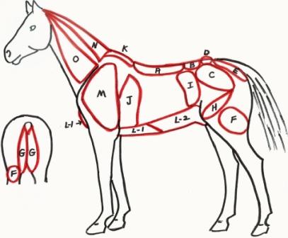 A horse diagram with red lines

Description automatically generated