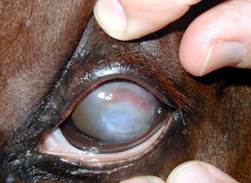 corneal ulcer