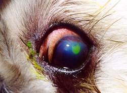 cu_Stained corneal ulcer