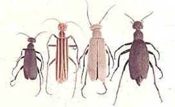 blister%20beetles