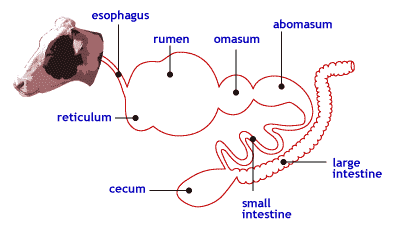 simple digestive system cow