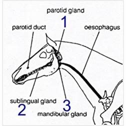 salivary glands