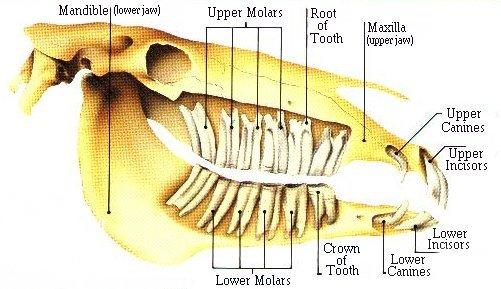 teeth