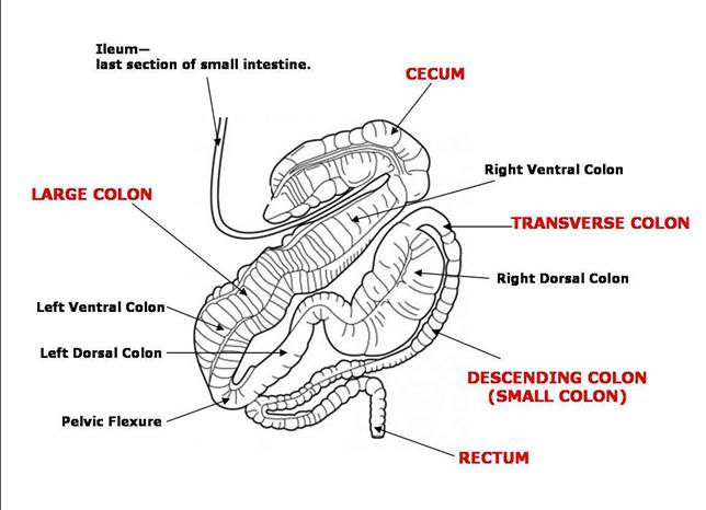 Large Intestine