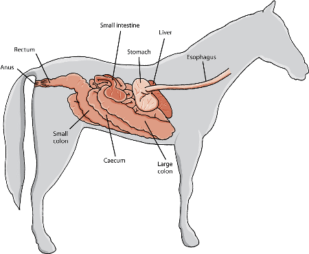 Right side view digestive system Merck