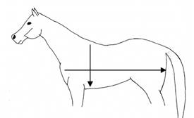 weight tape measurement locations