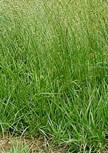 tallfescue2a