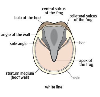 Diagram

Description automatically generated