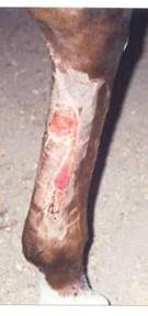 hi_tensile_leg_wound